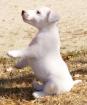 Fox terrier pure race lof - Miniature