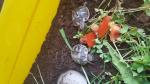 Bébés tortues  - Miniature