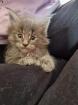 Chatons maine coon - Miniature