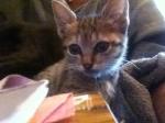 Chatons 3 mois a adopter - Miniature