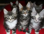 Chatons maine coon loof disponibles - Miniature