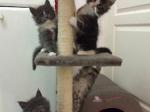 5 beaux chatons maine coon cherchent une famille - Miniature