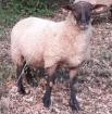 Vends moutons mâle - Miniature
