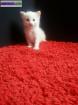 Adorable chaton angora turc blanc - yeux bleus - Miniature