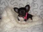 Chiot chihuahua femelle a donner  - Miniature