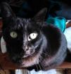 Donne chat noir orangé - Miniature