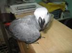  magnifique perroquet femelle gris du gabon - Miniature