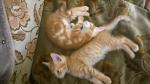 Donne chatons - Miniature