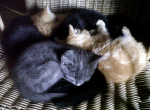 5 chatons à donner - Miniature