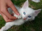 Adorable chaton angora turc blanc, yeux bleus - Miniature