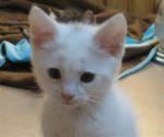 A placer petite chatte blanche - Miniature