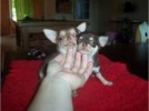 Sublimes petites femelle et mâle chiots chihuahua - Miniature