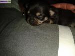 Chiot type chihuahua a reserver - Miniature