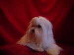 Chiots bichons maltais toy/nain - Miniature
