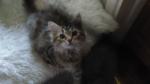 5 chatons sibériens - Miniature