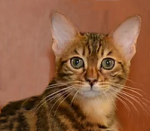 Donne un magnfique chaton bengal - Miniature