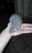 Donne bébé rat male gris - Miniature