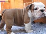 Chiots de type bouledogue anglais - Miniature