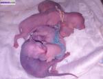 4 bébés sphynx disponibles - Miniature