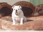 Chiot bulldog anglais lof - dispo de suite - Miniature