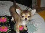 Chihuahua poil long inscrit - Miniature