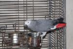 Perroquet femelle gris du gabon - Miniature