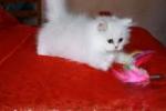 Magnifiques chaton persan femelle a cede - Miniature