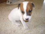 Magnifiques chiots jack russell terrier - Miniature