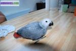 Adorable perroquet gris du gabon - Miniature
