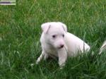 Vend jack russel - Miniature