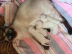 Chatons siamois seal point - Miniature