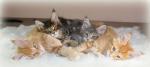 Chatons maine coon - Miniature