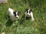 Chiots type jack russell - Miniature