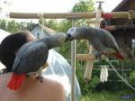 Je donne contre bon soin superbe couple de perroquets gris... - Miniature