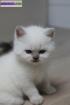 Chaton british shorthair color point – trÈs typÉ - Miniature