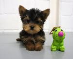 Magnifique chiot yorkshire terrier - Miniature