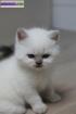 Magnifique chaton british shorthair color point – très... - Miniature