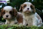 Chiots cavalier king charles non loof - Miniature