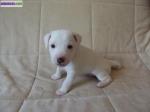 Vends chiots jack russell - Miniature