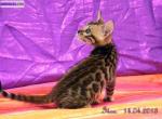 Chatons bengal brown spotted tabby (rosettes serties) - Miniature