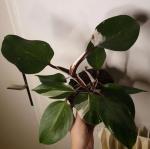 Philodendron white knight - Miniature