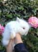 Bébés lapins nains angora peckin teddy - Miniature