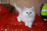 Je donne chaton persan chinchilla femelle non lof  - Miniature