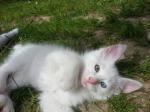 Adorable chaton angora turc blanc, yeux vairons - Miniature