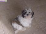 Shih tzu - Miniature