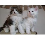 Nous donnons gratuitement deux adorables chatons maine coon... - Miniature