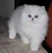 Magnifique chaton persan chinchilla - Miniature