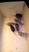 Bébés rats cherchent une famillle - Miniature