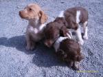 Chiots males type epagneul breton a reserver - Miniature