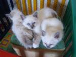De magnifiques chatons birman - Miniature